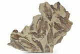Fossil Fish (Gosiutichthys) Mortality Plate - Wyoming #357173-1